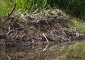 Castor canadensis